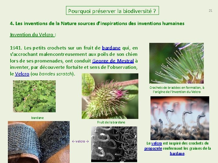 Pourquoi préserver la biodiversité ? 21 4. Les inventions de la Nature sources d’inspirations