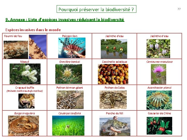 Pourquoi préserver la biodiversité ? 77 9. Annexe : Liste d’espèces invasives réduisant la