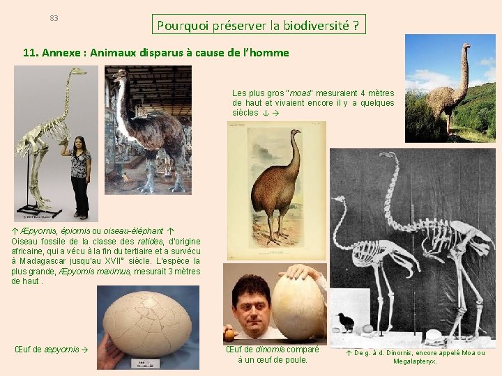 83 Pourquoi préserver la biodiversité ? 11. Annexe : Animaux disparus à cause de