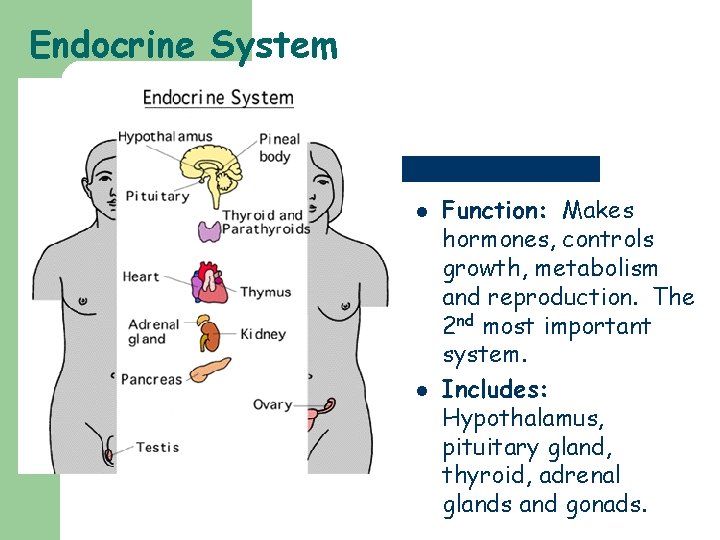 Endocrine System l l Function: Makes hormones, controls growth, metabolism and reproduction. The 2