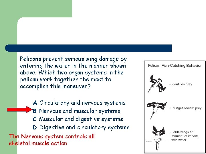 Pelicans prevent serious wing damage by entering the water in the manner shown above.