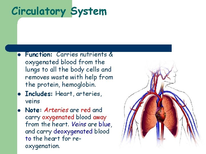 Circulatory System l l l Function: Carries nutrients & oxygenated blood from the lungs