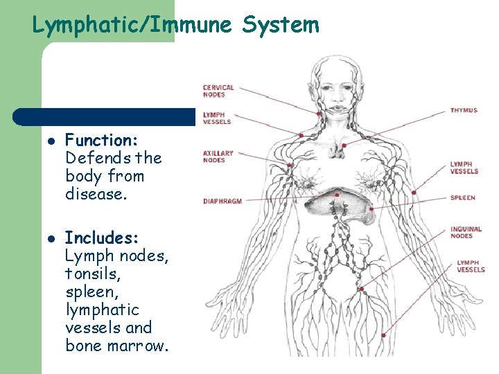 Lymphatic/Immune System l l Function: Defends the body from disease. Includes: Lymph nodes, tonsils,