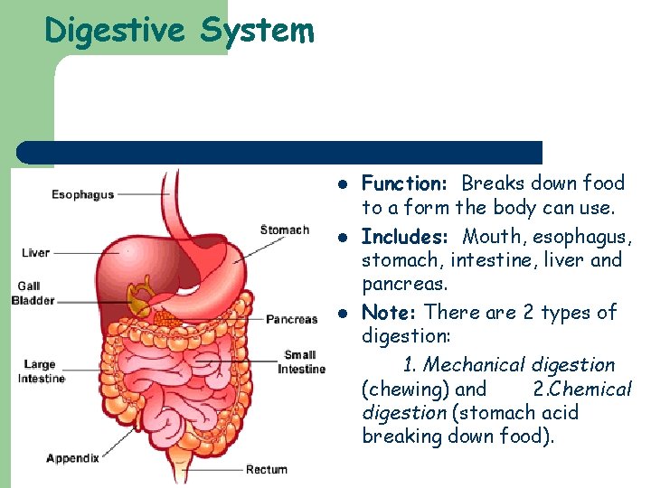 Digestive System l l l Function: Breaks down food to a form the body