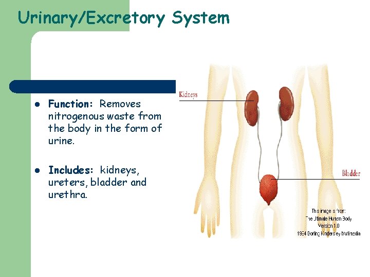 Urinary/Excretory System l l Function: Removes nitrogenous waste from the body in the form