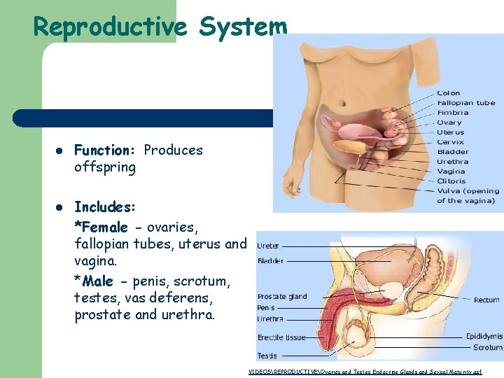Reproductive System l l Function: Produces offspring Includes: *Female - ovaries, fallopian tubes, uterus