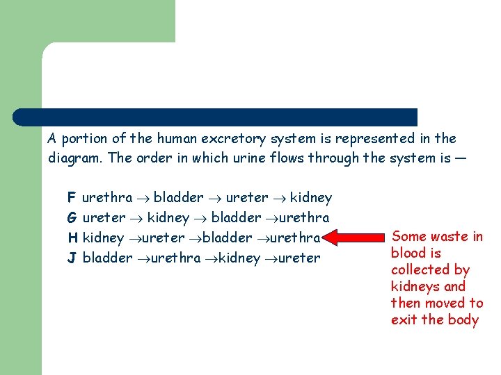 A portion of the human excretory system is represented in the diagram. The order