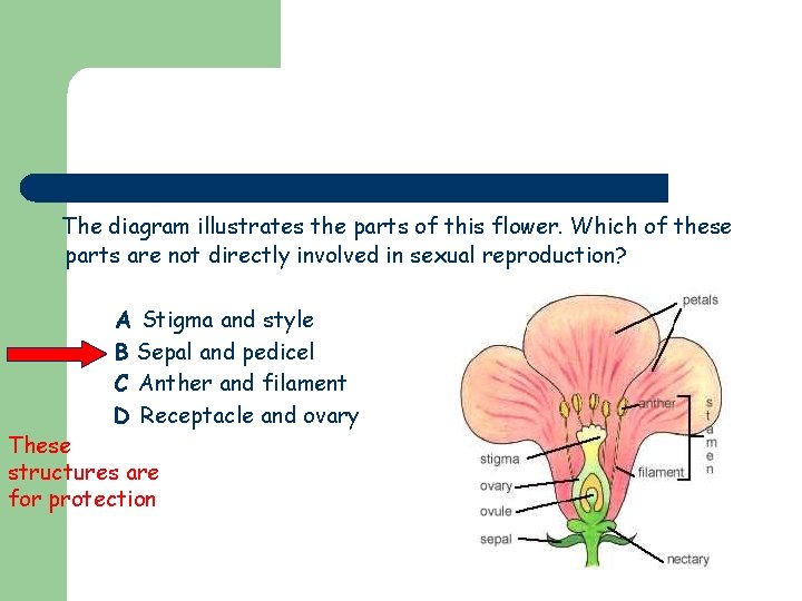 The diagram illustrates the parts of this flower. Which of these parts are not