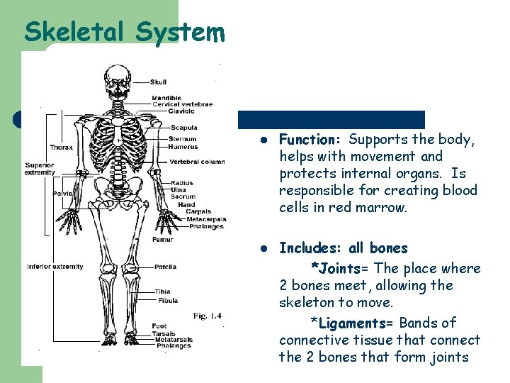 Skeletal System l l Function: Supports the body, helps with movement and protects internal