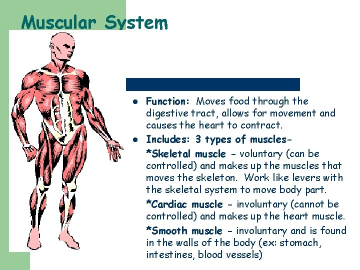Muscular System l l Function: Moves food through the digestive tract, allows for movement