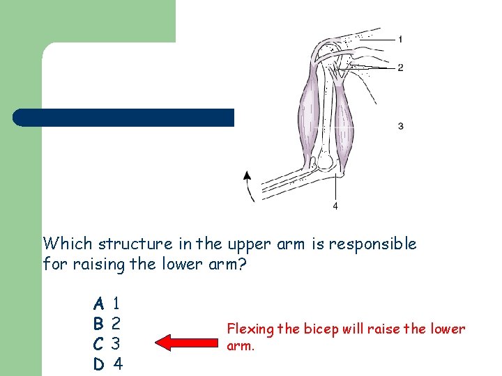 Which structure in the upper arm is responsible for raising the lower arm? A