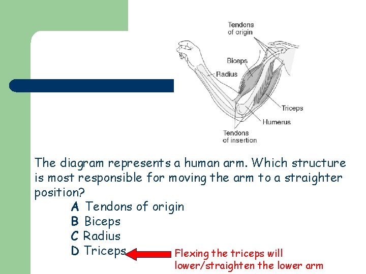 The diagram represents a human arm. Which structure is most responsible for moving the