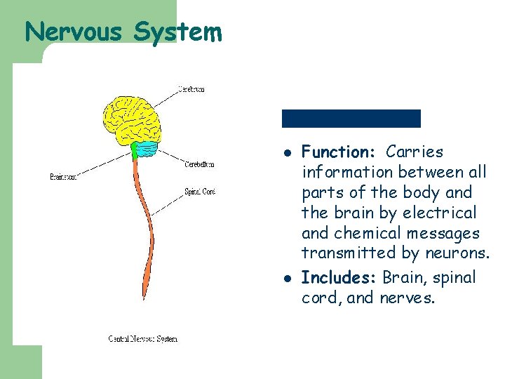 Nervous System l l Function: Carries information between all parts of the body and