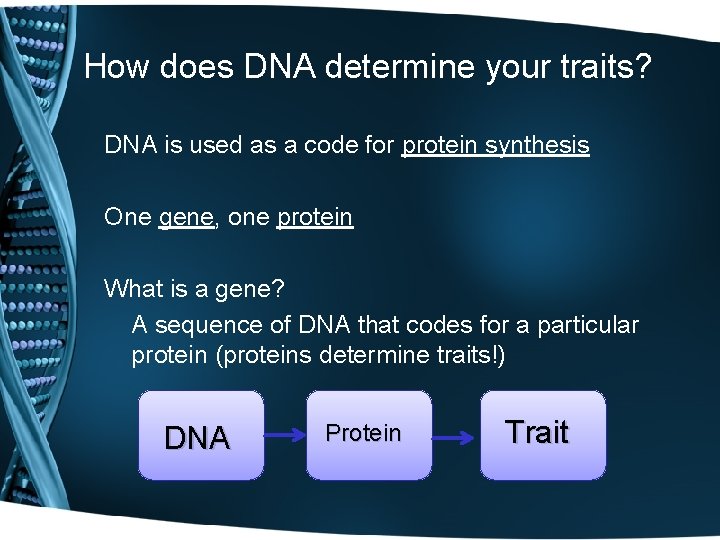 How does DNA determine your traits? DNA is used as a code for protein
