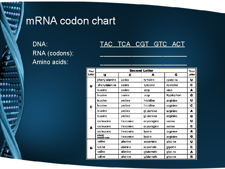 DNA and Heredity DNA Structure and Function Amoeba