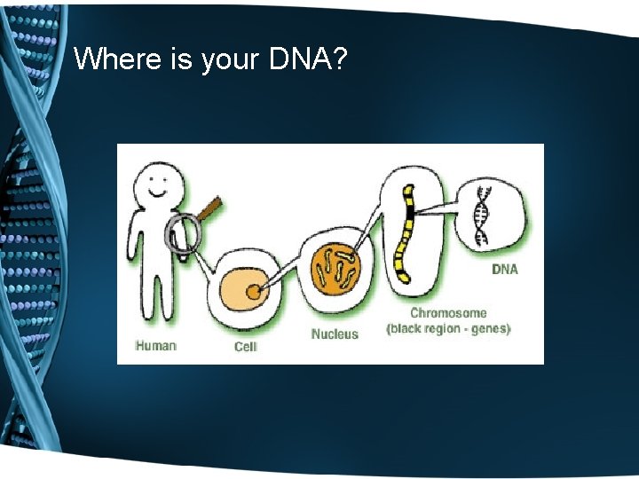 Where is your DNA? 