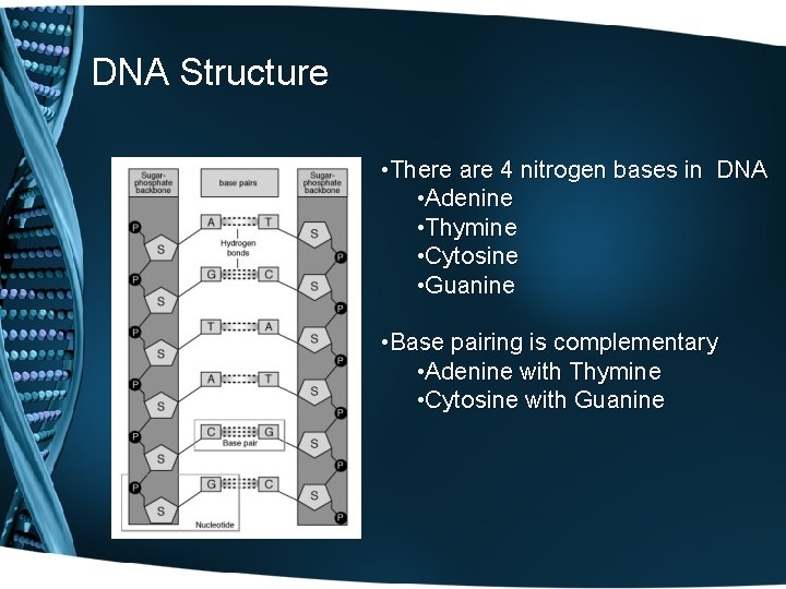 DNA Structure • There are 4 nitrogen bases in DNA • Adenine • Thymine