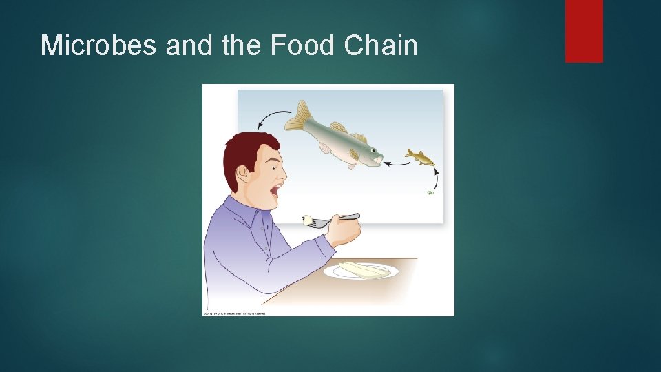 Microbes and the Food Chain 
