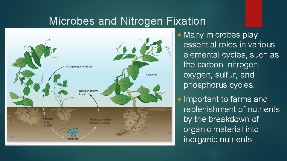Microbes and Nitrogen Fixation • Many microbes play essential roles in various elemental cycles,