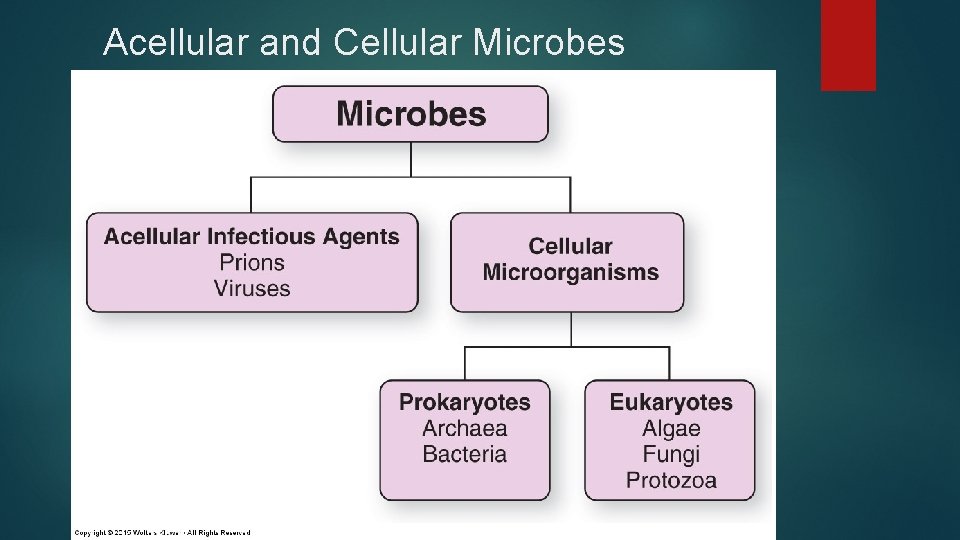 Acellular and Cellular Microbes 