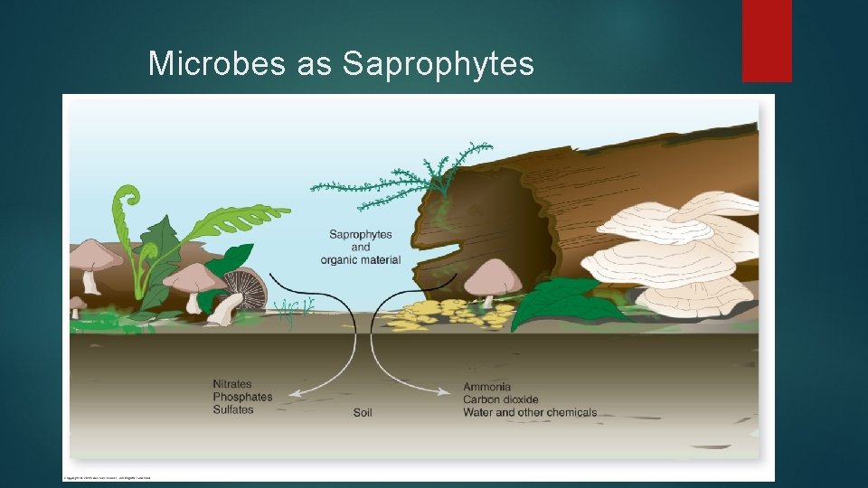 Microbes as Saprophytes 