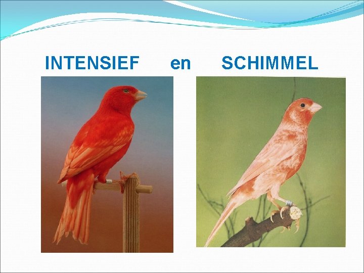 INTENSIEF en SCHIMMEL 