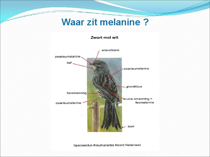 Waar zit melanine ? 