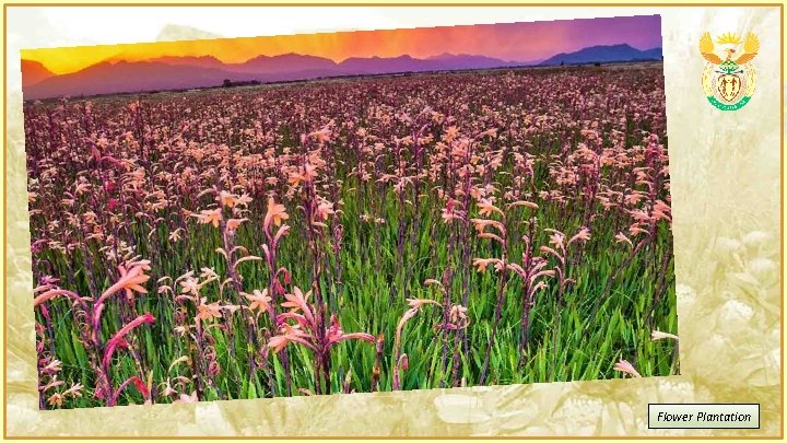 Flower Plantation 