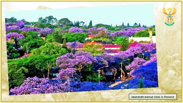 Jacaranda avenue trees in Pretoria 