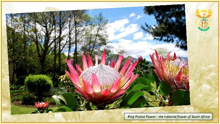 King Protea Flower - the national flower of South Africa 