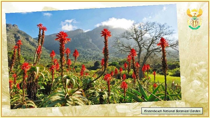 Kirstenbosch National Botanical Garden 