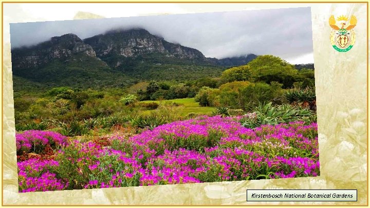 Kirstenbosch National Botanical Gardens 