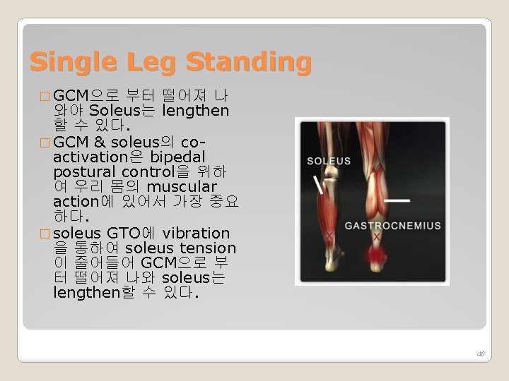 Single Leg Standing � GCM으로 부터 떨어져 나 와야 Soleus는 lengthen 할 수 있다.