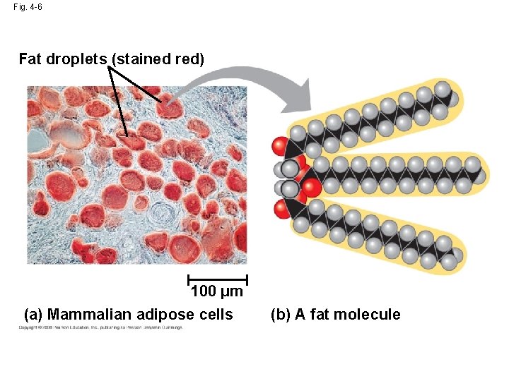 Fig. 4 -6 Fat droplets (stained red) 100 µm (a) Mammalian adipose cells (b)