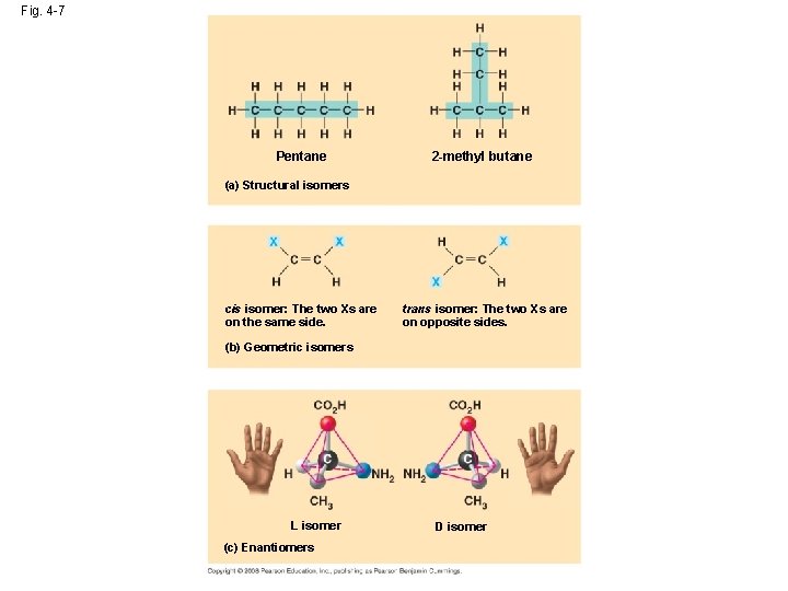 Fig. 4 -7 Pentane 2 -methyl butane (a) Structural isomers cis isomer: The two