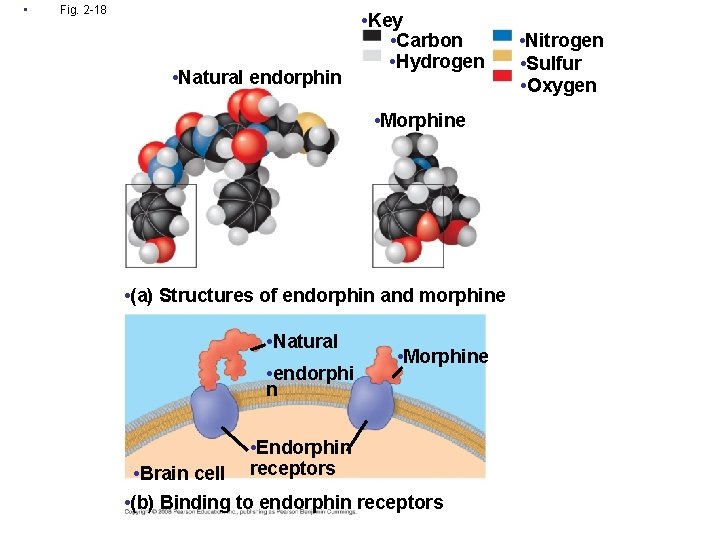  • Fig. 2 -18 • Natural endorphin • Key • Carbon • Hydrogen