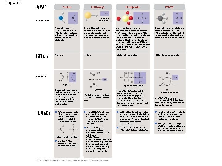 Fig. 4 -10 b CHEMICAL GROUP Amino Sulfhydryl Methyl In a phosphate group, a