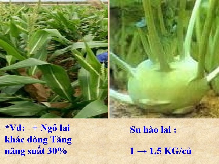 *Vd: + Ngô lai khác dòng Tăng năng suất 30% Su hào lai :