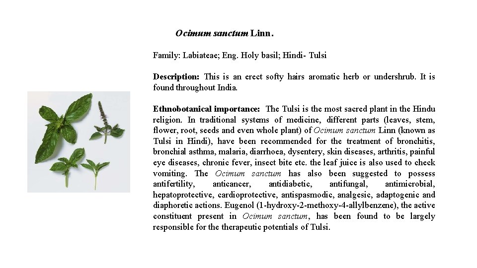 Ocimum sanctum Linn. Family: Labiateae; Eng. Holy basil; Hindi- Tulsi Description: This is an