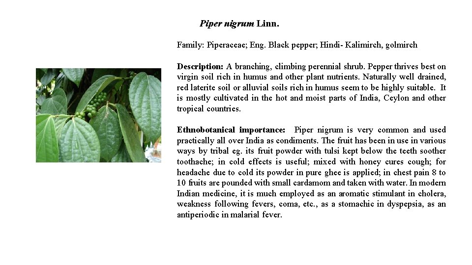 Piper nigrum Linn. Family: Piperaceae; Eng. Black pepper; Hindi- Kalimirch, golmirch Description: A branching,