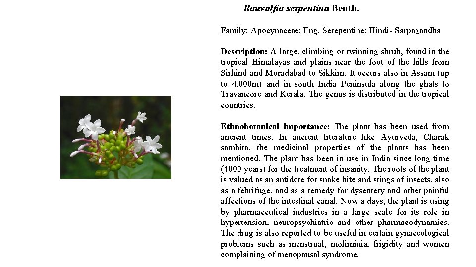 Rauvolfia serpentina Benth. Family: Apocynaceae; Eng. Serepentine; Hindi- Sarpagandha Description: A large, climbing or