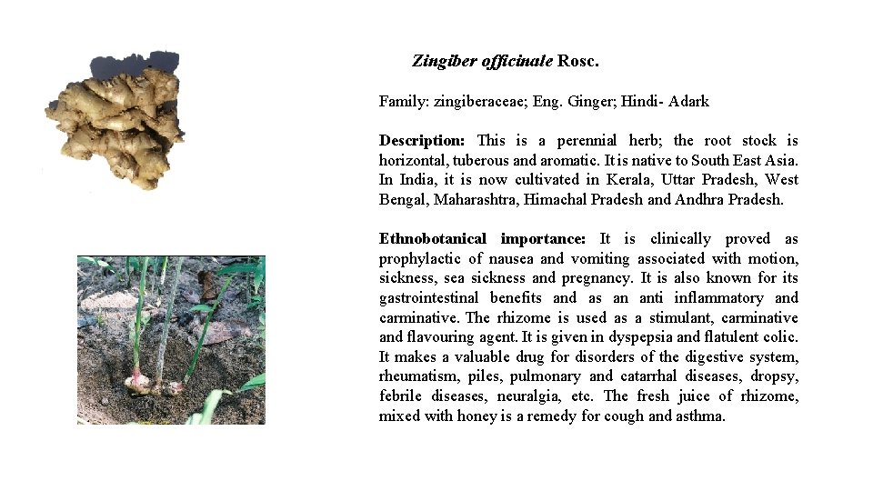Zingiber officinale Rosc. Family: zingiberaceae; Eng. Ginger; Hindi- Adark Description: This is a perennial