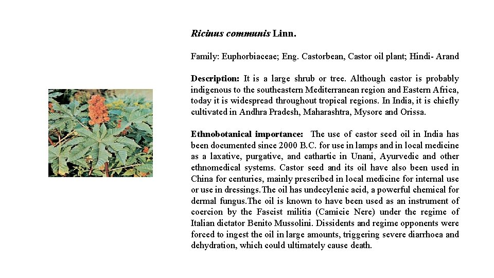 Ricinus communis Linn. Family: Euphorbiaceae; Eng. Castorbean, Castor oil plant; Hindi- Arand Description: It