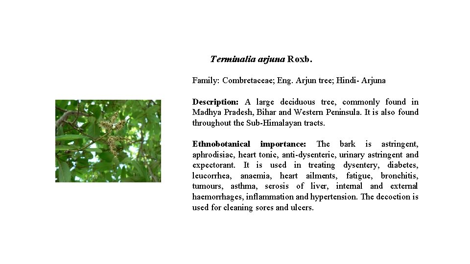 Terminalia arjuna Roxb. Family: Combretaceae; Eng. Arjun tree; Hindi- Arjuna Description: A large deciduous