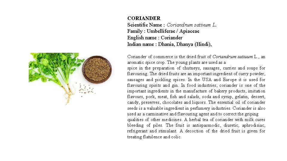 CORIANDER Scientific Name : Coriandrum sativum L. Family : Umbelliferae / Apiaceae English name