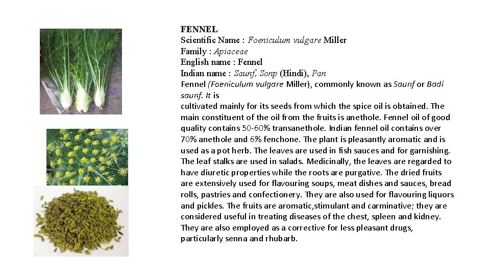 FENNEL Scientific Name : Foeniculum vulgare Miller Family : Apiaceae English name : Fennel