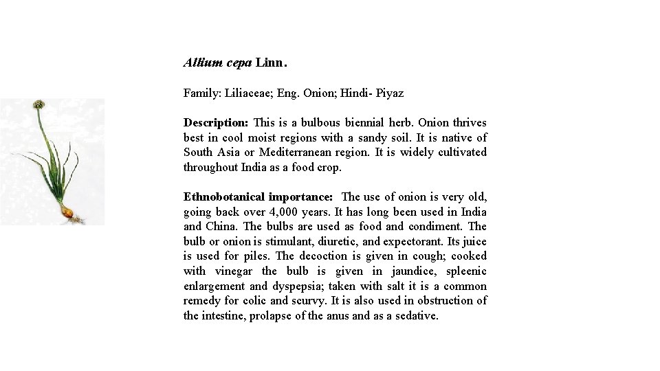 Allium cepa Linn. Family: Liliaceae; Eng. Onion; Hindi- Piyaz Description: This is a bulbous