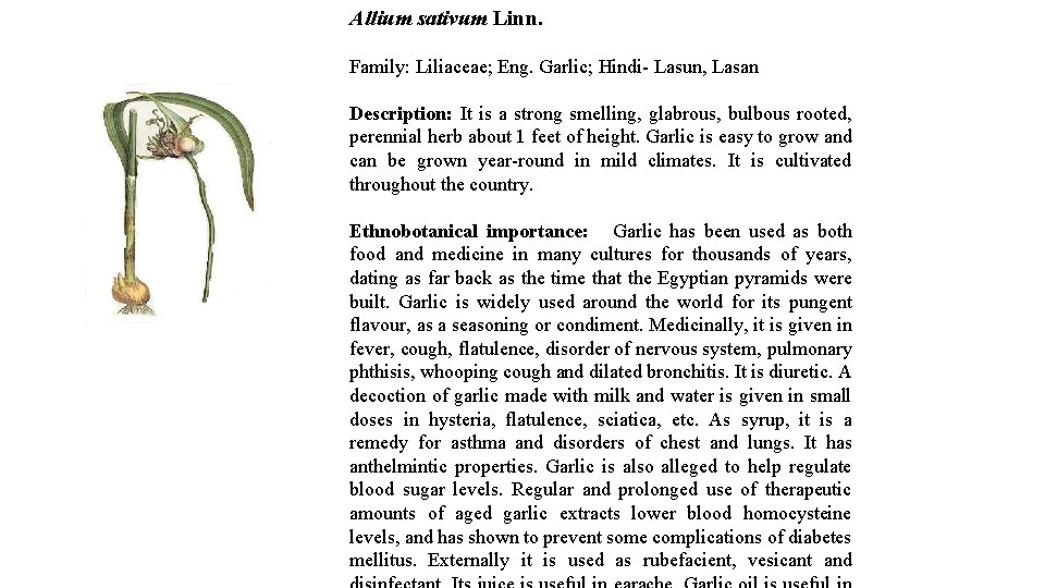 Allium sativum Linn. Family: Liliaceae; Eng. Garlic; Hindi- Lasun, Lasan Description: It is a
