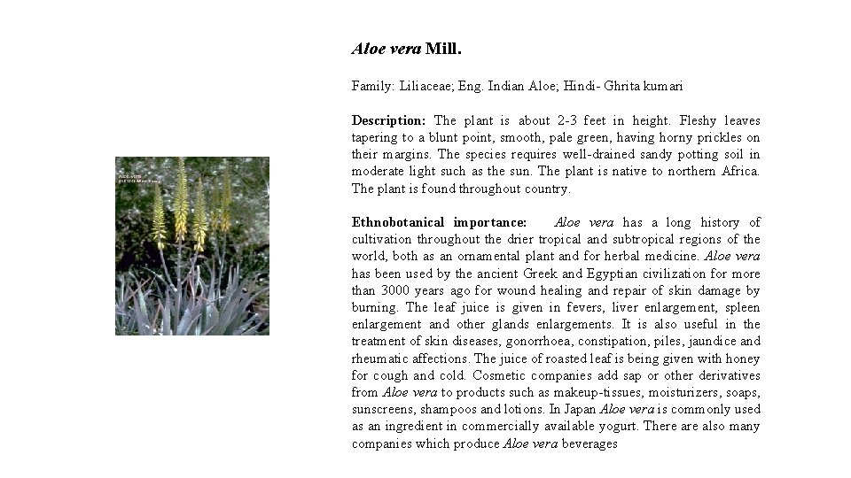 Aloe vera Mill. Family: Liliaceae; Eng. Indian Aloe; Hindi- Ghrita kumari Description: The plant