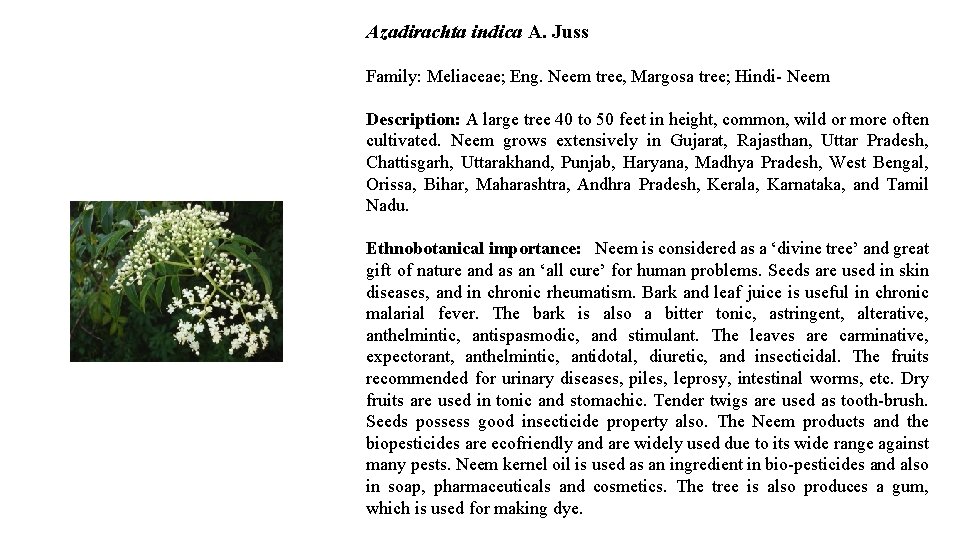Azadirachta indica A. Juss Family: Meliaceae; Eng. Neem tree, Margosa tree; Hindi- Neem Description: